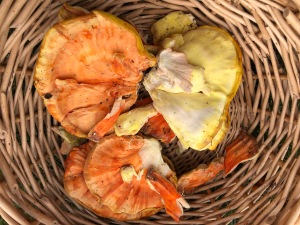 Collecting chicken-of-the-woods mushrooms